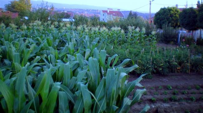 Name:  msrlar 2.jpg
Views: 2911
Size:  45.6 KB