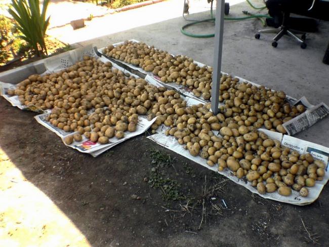 Name:  1-patatesler.jpg
Views: 3245
Size:  64.3 KB