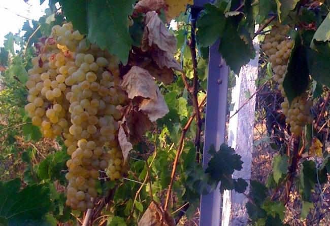 Name:  cekirdeksiz uzumlerim.jpg
Views: 3049
Size:  59.9 KB