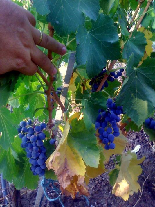 Name:  siyah uzumlerim.jpg
Views: 2865
Size:  68.5 KB