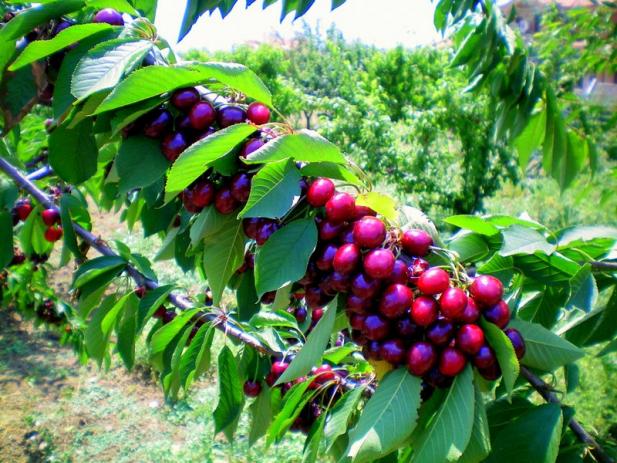 Name:  Kirazlar dalda.jpg
Views: 3459
Size:  71.6 KB