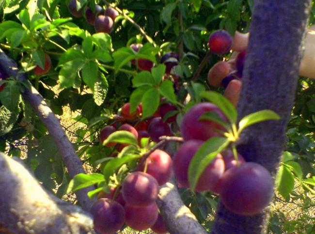 Name:  kirmizi erikler.jpg
Views: 2923
Size:  56.7 KB