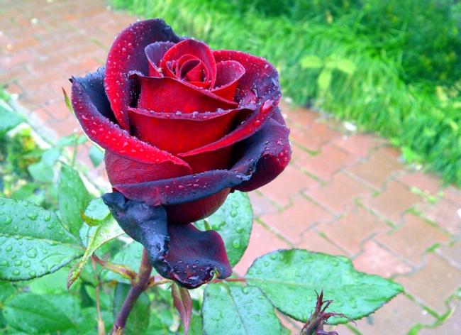 Name:  1-Bacccara gul.jpg
Views: 3376
Size:  52.0 KB