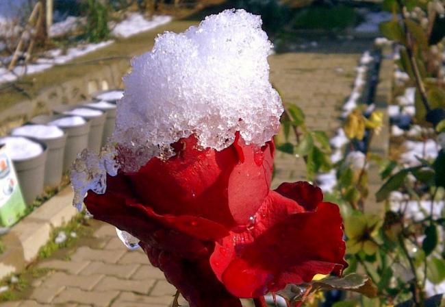 Name:  Gul kar altinda.jpg
Views: 3982
Size:  46.1 KB