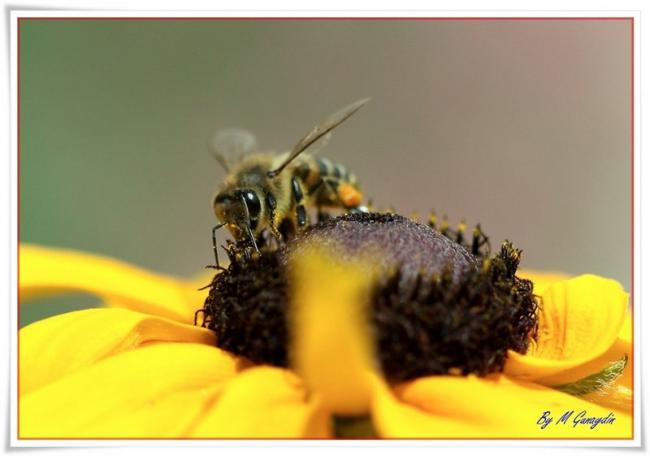 Name:  1-ari.jpg
Views: 2865
Size:  28.3 KB