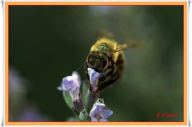 Name:  1-IMG_8575aa.jpg
Views: 2878
Size:  23.1 KB