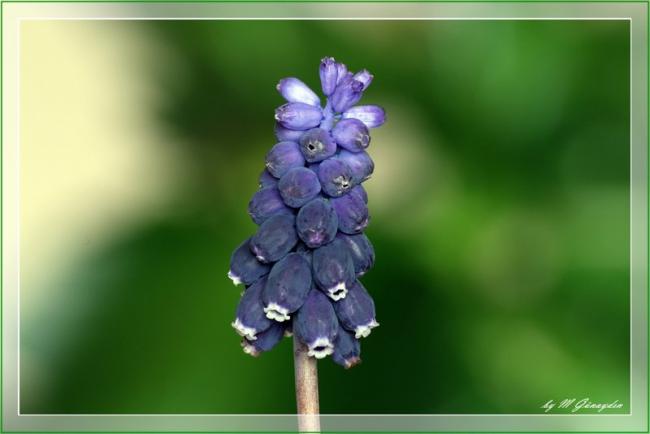 Name:  1-Mor cicek.jpg
Views: 2777
Size:  25.8 KB