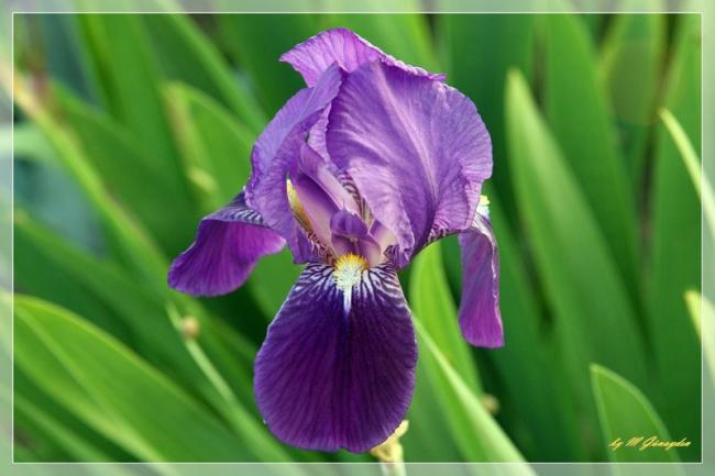 Name:  1-iris.jpg
Views: 4364
Size:  34.6 KB