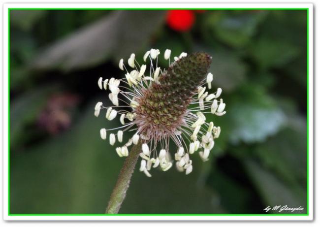 Name:  1-sokak cicei.jpg
Views: 2828
Size:  34.7 KB