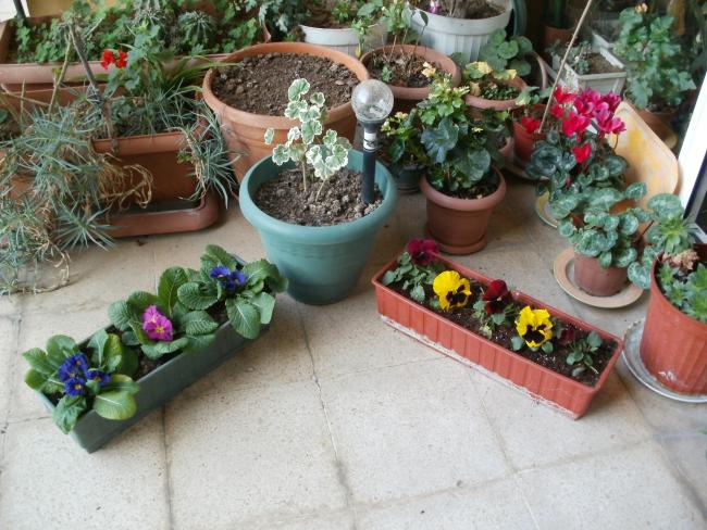 Name:  P1010130a.jpg
Views: 620
Size:  65.5 KB