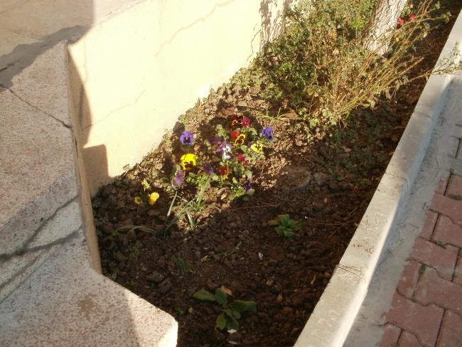 Name:  P1010145a.jpg
Views: 970
Size:  63.7 KB