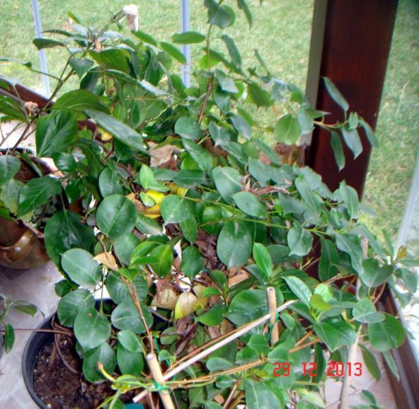 Name:  DSC02718.jpg
Views: 1003
Size:  73.1 KB