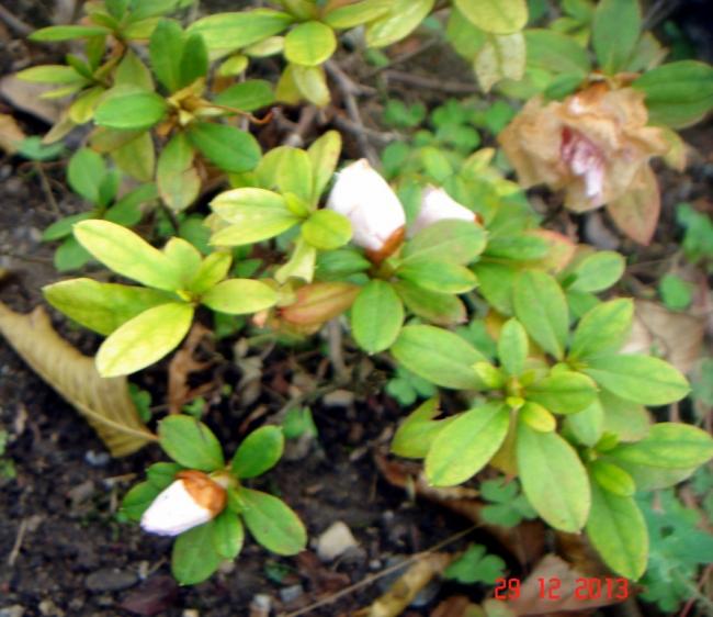 Name:  DSC02726.jpg
Views: 1007
Size:  54.0 KB