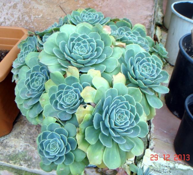 Name:  DSC02730.jpg
Views: 992
Size:  69.5 KB