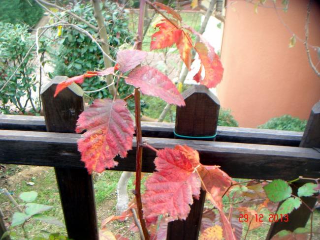 Name:  DSC02734.jpg
Views: 991
Size:  59.9 KB