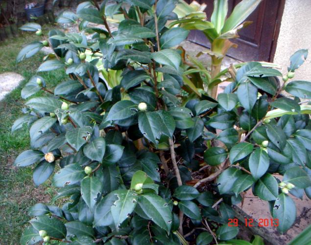 Name:  DSC02759.jpg
Views: 1013
Size:  70.4 KB