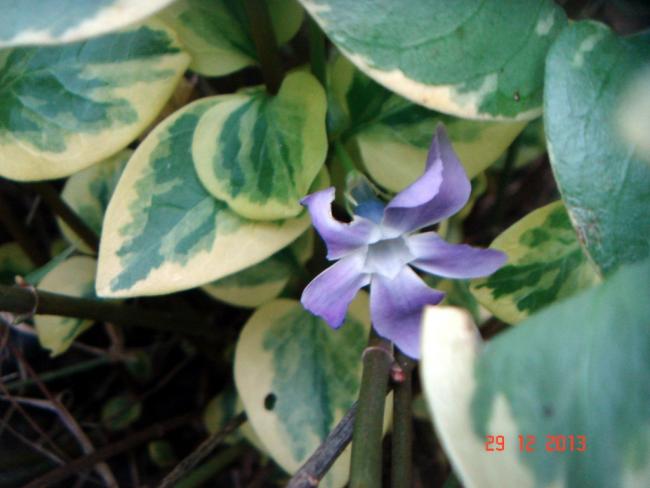 Name:  DSC02766.jpg
Views: 1039
Size:  36.8 KB