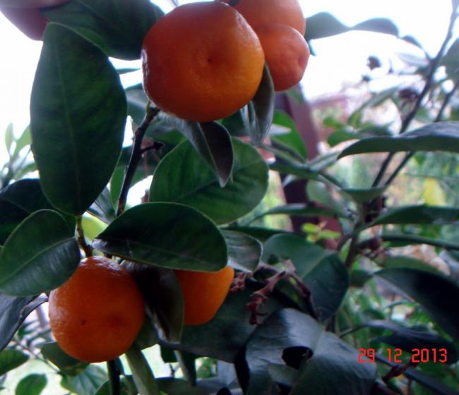 Name:  DSC02698.jpg
Views: 979
Size:  44.8 KB