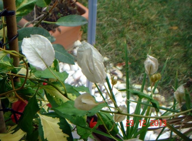 Name:  DSC02704.jpg
Views: 992
Size:  55.1 KB