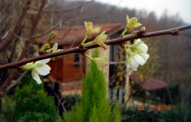 Name:  DSC02739.jpg
Views: 1036
Size:  31.9 KB