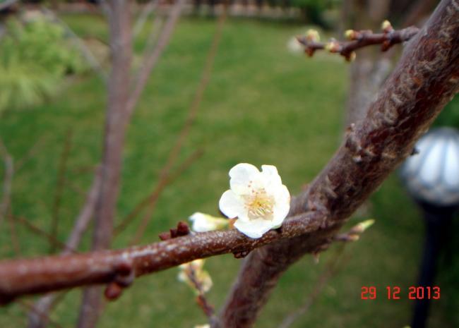 Name:  DSC02740.jpg
Views: 1026
Size:  29.2 KB