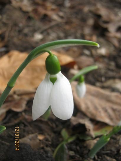Name:  kardelen1.jpg
Views: 1199
Size:  24.5 KB
