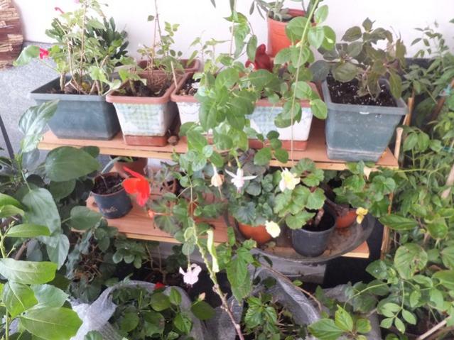 Name:  DSCF3633.jpg
Views: 290
Size:  61.9 KB