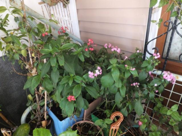Name:  DSCF3634.jpg
Views: 317
Size:  54.4 KB