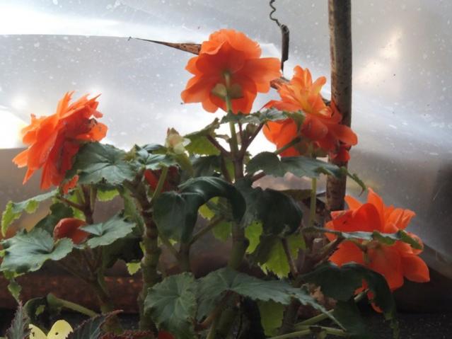 Name:  DSCF3645.jpg
Views: 253
Size:  38.5 KB