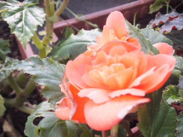 Name:  DSCF3654.jpg
Views: 261
Size:  41.6 KB
