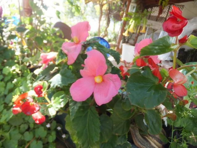 Name:  DSCF3667.jpg
Views: 262
Size:  50.6 KB