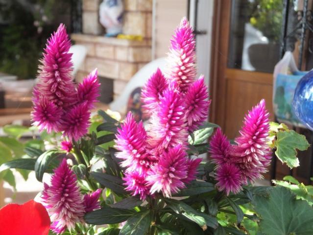 Name:  DSCF3670.jpg
Views: 232
Size:  54.2 KB