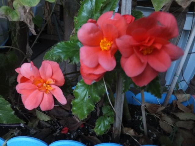 Name:  DSCF3673.jpg
Views: 273
Size:  39.2 KB