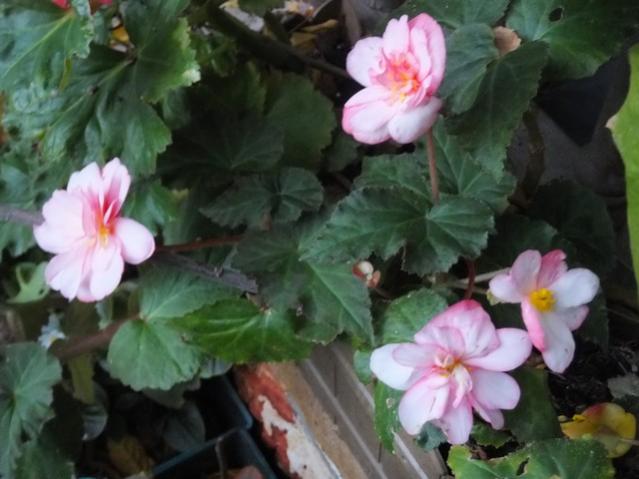 Name:  DSCF3678.jpg
Views: 243
Size:  39.9 KB