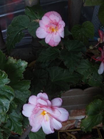 Name:  DSCF3679.jpg
Views: 242
Size:  46.2 KB