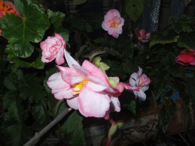 Name:  DSCF3686.jpg
Views: 282
Size:  35.5 KB