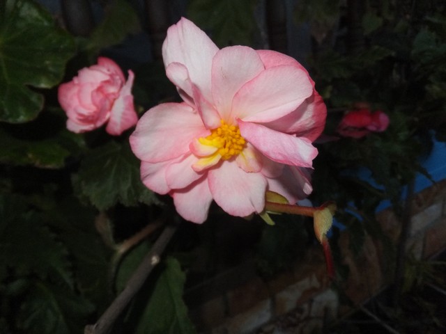 Name:  DSCF3687.jpg
Views: 235
Size:  58.6 KB