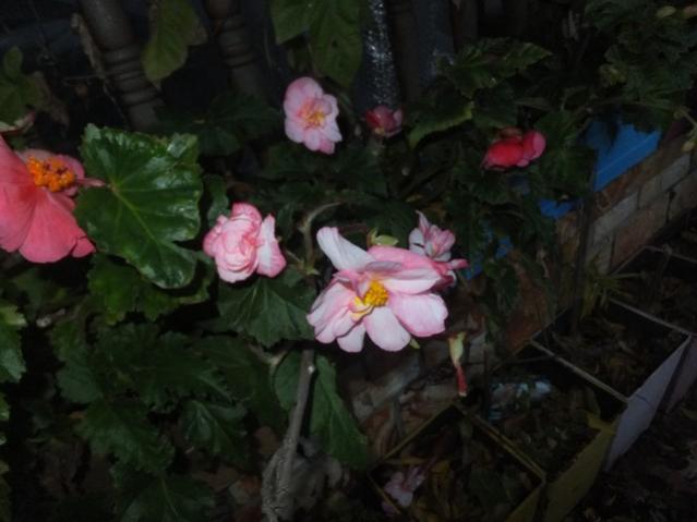 Name:  DSCF3688.jpg
Views: 238
Size:  33.7 KB