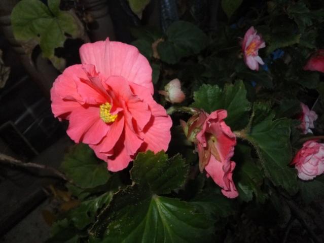Name:  DSCF3691.jpg
Views: 237
Size:  32.9 KB