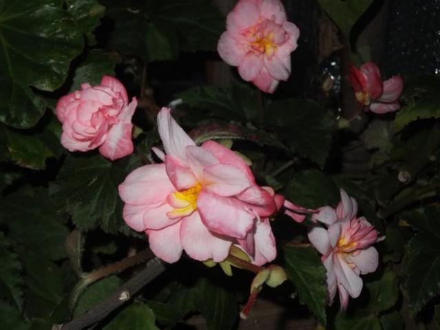 Name:  DSCF3693.jpg
Views: 233
Size:  33.5 KB