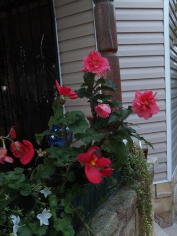 Name:  DSCF3694.jpg
Views: 234
Size:  55.0 KB