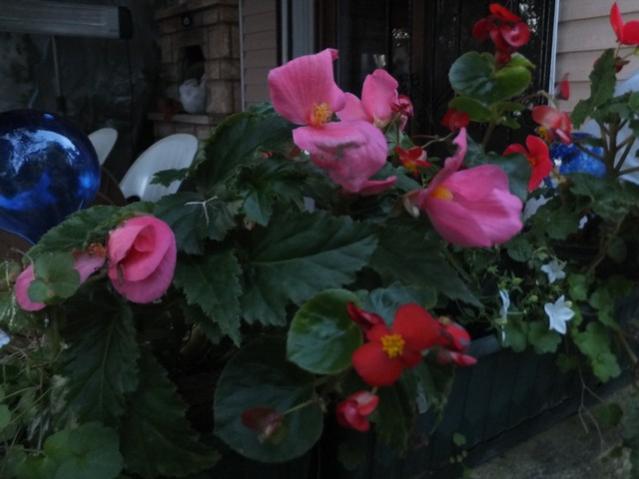 Name:  DSCF3695.jpg
Views: 234
Size:  35.8 KB