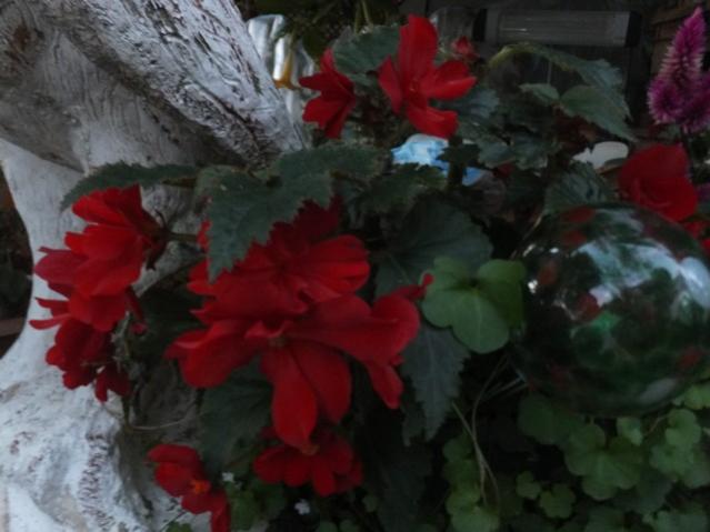 Name:  DSCF3696.jpg
Views: 256
Size:  35.3 KB