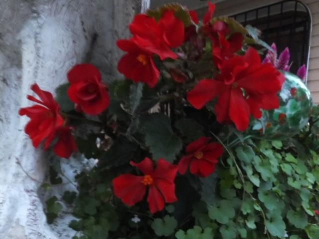 Name:  DSCF3697.jpg
Views: 239
Size:  36.5 KB