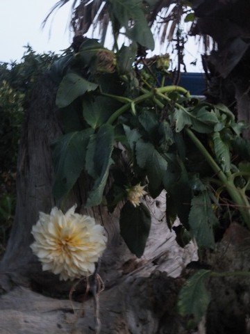 Name:  DSCF3706.jpg
Views: 221
Size:  53.8 KB