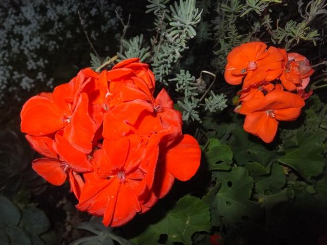 Name:  DSCF3713.jpg
Views: 234
Size:  44.1 KB