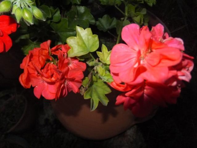 Name:  DSCF3719.jpg
Views: 235
Size:  33.7 KB