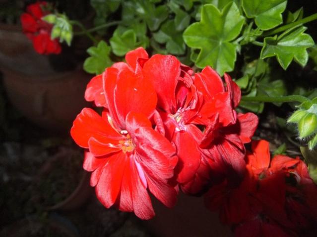 Name:  DSCF3720.jpg
Views: 237
Size:  38.2 KB