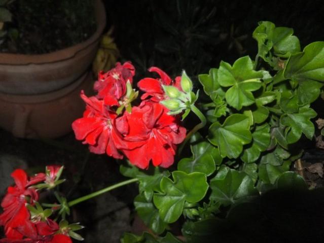Name:  DSCF3722.jpg
Views: 236
Size:  37.7 KB