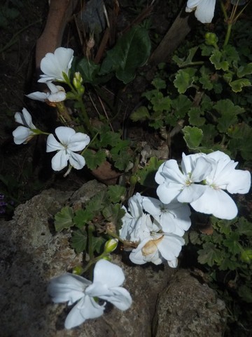 Name:  DSCF3723.jpg
Views: 229
Size:  61.3 KB